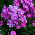 Produktbild: Hohe Flammenblume Pastorale - Phlox paniculata