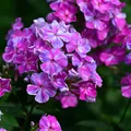 Produktbild: Hohe Flammenblume Pastorale - Phlox paniculata