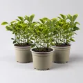 Produktbild: Japanischer Spindelstrauch, Euonymus japonicus 'Marieke',  Topf-Ø 13 cm, 3er-Set