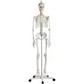 Produktbild: Erler Zimmer Skelettmodell 