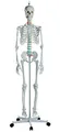Produktbild: Erler Zimmer Skelettmodell 