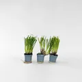 Produktbild: Plant in a Box - Knobikraut - 3 Stk - Tulbaghia violacea - Höhe 15-25cm - Topf 9cm