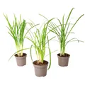 Produktbild: Plant in a Box - Tulbaghia violacea 'Knobikraut' - Bärlauch - Lila Blüten - 3er-Set - Topfgröße 9 cm - Höhe 15-25 cm