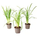 Produktbild: Plant in a Box 3 Knobikrauten Tulbaghia violacea 15cm Strauch