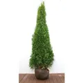 Produktbild: Thuja occidentalis 'Smaragd' 175-200 cm