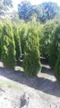 Produktbild: Thuja occidentalis 'Smaragd' 175-200 cm - Lebensbaum, immergrün, pyramidenförmig, ideal für Hecken, pflegeleicht, winterhart