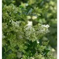 Produktbild: Ovalblättrige Liguster 100-125cm - Ligustrum ovalifolium