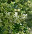 Produktbild: Ovalblättrige Liguster 100-125cm - Ligustrum ovalifolium