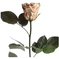 Produktbild: Kunstblume Ewige Rose konserviert mit Stiel echte haltbare Blume Rose, ROSEMARIE SCHULZ Heidelberg, Höhe 30 cm, Infinity Rose, Geschenk für Frauen, Valentinstag, Made in Germany goldfarben Ø 5 cm x 30 cm x 30 cm