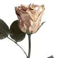 Produktbild: ROSEMARIE SCHULZ Heidelberg Ewige Rose Gold mit Stängel - echte Rose konserviert 30-35cm haltbar 3 Jahre Blumenbox - langlebige Rose 50 Jahre Jubiläum goldene Hochzeit Geschenke (Gold)