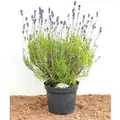 Produktbild: Lavandula Angustifolia Echter Lavendel 2 Liter Container