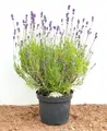 Produktbild: Lavandula angustifolia, Echter Lavendel, duftend, 2 Liter Container