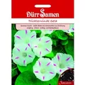 Produktbild: Dürr Samen Trichterwinde Seta Weiß Mit Rosa Zeichnung Saatgut