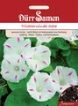 Produktbild: Trichterwinde Seta weiß mit rosa Zeichnung 250 cm Saatgut von Dürr-Samen