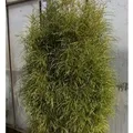Produktbild: Farnblättriger Faulbaum Pulverholz Ron Williams 60-80cm - Rhamnus frangula