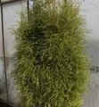Produktbild: Farnblättriger Faulbaum Pulverholz Ron Williams 60-80cm - Rhamnus frangula