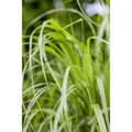 Produktbild: Calamagrostis Brachytricha Diamantgras 3-5 Liter Container