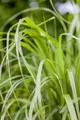 Produktbild: Pflanzen für Dich Gräser Calamagrostis brachytricha, 1 St., Diamantgras, Koreanisches Federborstengras, federgras, herbstblühend