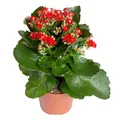Produktbild: Kalanchoe 'Calandiva'®, rot, Topf-Ø 12 cm, Höhe ca. 27,5 cm, 6er-Set