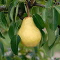 Produktbild: Williams Christ Birne Birnenbaum Obstbaum Niedrigstamm zur Verarbeitung geeignet