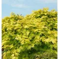 Produktbild: Japanischer Goldahorn Jordan 80-100cm - Acer shirasawanum Jordan