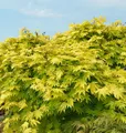 Produktbild: Japanischer Goldahorn Jordan 80-100cm - Acer shirasawanum Jordan