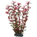 Produktbild: Ludwigia 25 cm