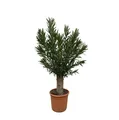 Produktbild: Everyplants Nerium Oleander Bonsai - 190 cm, ø45 cm