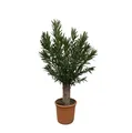 Produktbild: Nerium Oleander Bonsai - 190cm - ø45