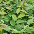 Produktbild: Hainbuche Weißbuche 125-150cm - Carpinus betulus