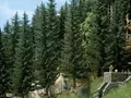 Produktbild: Busch 6131 2 Fichten 5,5 cm Bäume Fichte zum Wald H0 / TT / N Neu