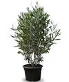 Produktbild: Sunny Tree - Olivenbaum - Olea Europaea in Strauchform - Höhe ca. 140-160 cm inkl. Topf. - Winterhart bis -18 - Immergrün