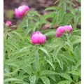 Produktbild: Pfingstrose Rubra Plena - Paeonia officinalis