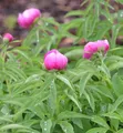 Produktbild: Pfingstrose Rubra Plena - Paeonia officinalis