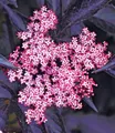 Produktbild: BALDUR Garten Obstpflanze Holunder Sambucus nigra 'Thundercloud', 1 St., Holunderblütensirup, winterhart, mehrjährig, pflegeleicht