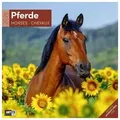 Produktbild: Pferde Broschürenkalender 2026 - 30x30 - Art12