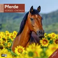Produktbild: Ackermann Kunstverlag GmbH | Pferde Broschürenkalender 2026 - 30x30 - Art12
