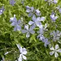 Produktbild: Niedrige Flammenblume - Phlox divaricata