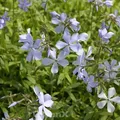 Produktbild: Niedrige Flammenblume - Phlox divaricata