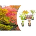 Produktbild: Bloomique - Mischung aus 4 Japanischen Ahornbäumen - Winterharte Pflanzen - Gartenpflanzen Winterhart - Höhe 20-30 cm - Topf 10,5 cm - Grün