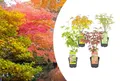 Produktbild: Bloomique - Mischung aus 4 Japanischen Ahornbäumen - Winterharte Pflanzen - Gartenpflanzen Winterhart - Höhe 20-30 cm - Topf 10,5 cm