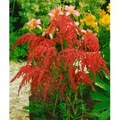 Produktbild: Astilbe Thunbergii Rote Straußenfeder Prachtspiere Ca. 9x9 cm Topf