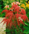 Produktbild: Astilbe thunbergii 'Rote Straußenfeder' 9x9 cm Topf – Winterhart, Mehrjährig, Pflegeleicht – Prachtspiere – Staude für Schattenbeet & Rabatte