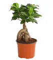 Produktbild: Dehner Chinesische Feige Ginseng, Ficus microcarpa, dicke Luftwurzeln, 30-40 cm, Ø Topf 12 cm, Bonsai