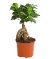 Produktbild: Dehner Zimmerpflanze Chinesische Feige Ginseng, Ficus microcarpa, Bonsai, Zimmerpflanze mit oberirdischen, dickfleischigen Luftwurzeln