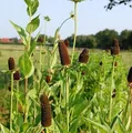 Produktbild: Westlicher Sonnenhut Green Wizard - Rudbeckia occidentalis