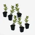 Produktbild: Plant in a Box - Arbutus Unedo - Erdbeerbaumpflanze - 6er Set - Topf 9cm - Höhe 25-40cm