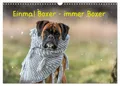 Produktbild: Yvonne Janetzek | Einmal Boxer - immer Boxer (Wandkalender 2026 DIN A3 quer),...