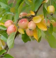 Produktbild: Zierapfel John Downie 100-125cm - Malus Hybride