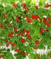 Produktbild: BALDUR Garten Hänge-Erdbeere Hummi®, 3 Pflanzen Fragaria rankend, schnellwachsende, selbstfruchtend, winterhart, extra lange & starke Ranken, Fragaria x ananassa